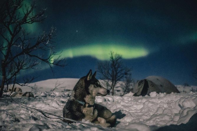 Hunting Northern Lights with Husky - Guides and Group Energy: What You Can Expect from the Human Side