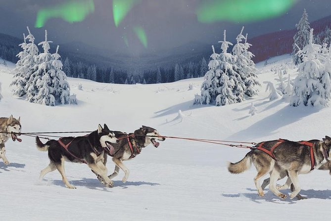 Hunting Northern Lights with Husky - Getting Warm: Blueberry Juice and the Fire-Side Break
