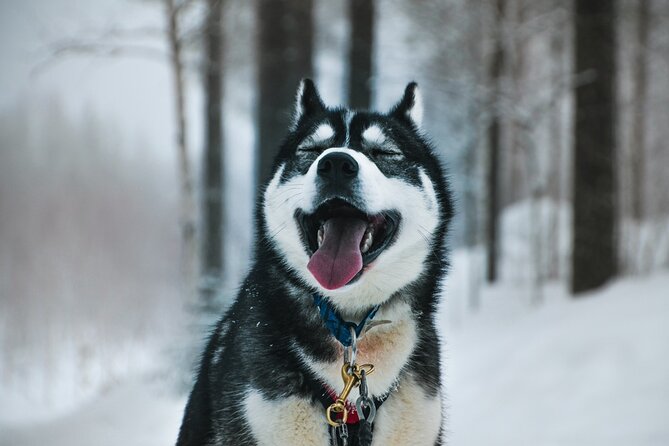 Husky Adventure with 6-10km Safari in Lapland - Key highlights worth getting excited about