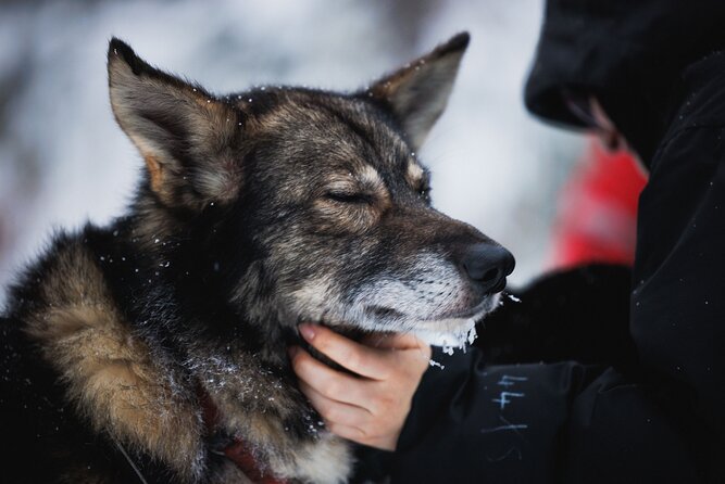 Husky and Reindeer Experience - Stop 2: Husky dog farm, puppies, and your sled ride