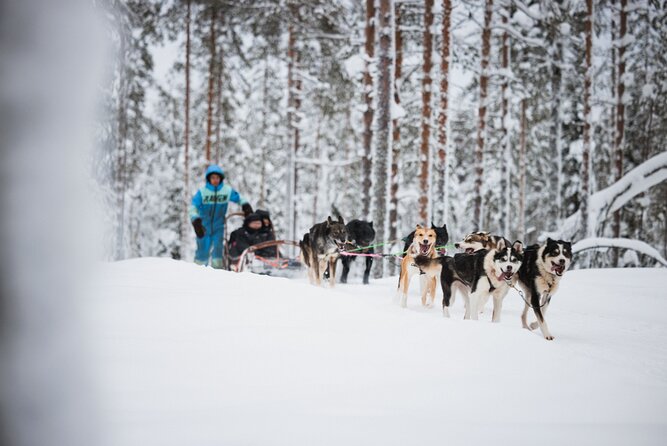 Husky and Reindeer Experience - Price check: is $143 good value for this 4-hour combo?