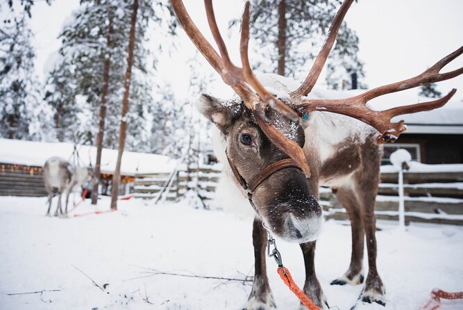 Husky and Reindeer Experience - Getting organized: timing, transport, and what “about 4 hours” really means