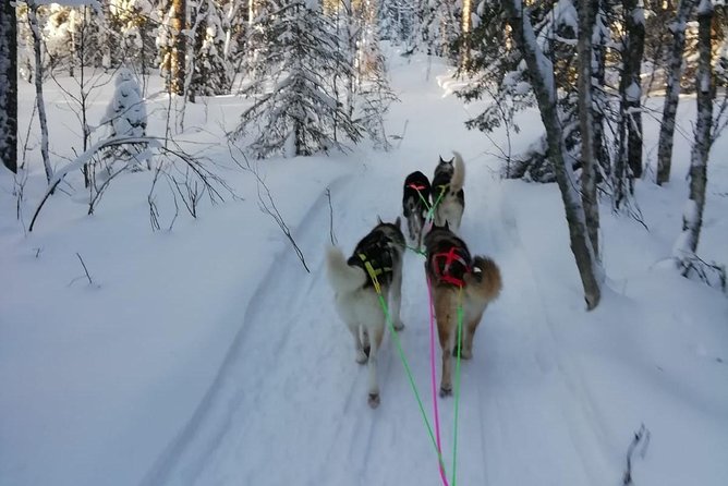Husky safari - A 30-Minute Sled Ride That Still Uses Your Time Well (Plan on 2 Hours)