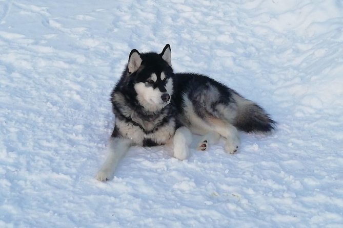 Husky safari - Where You Start in Keminmaa, and How Check-In Sets the Tone