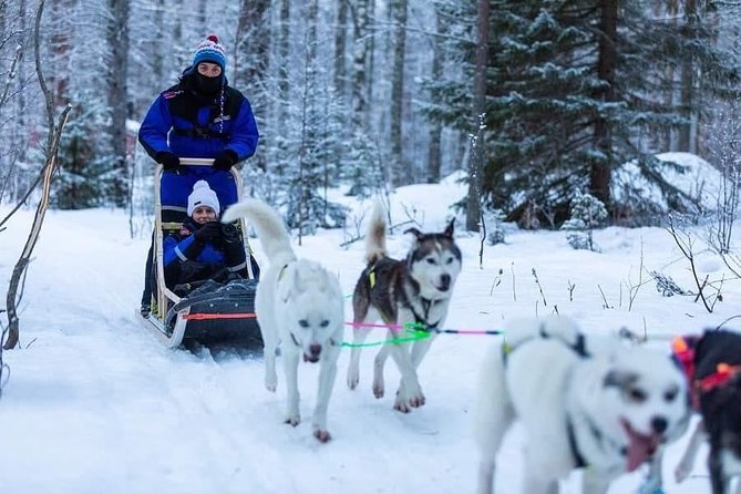 Husky safari - The Dogs, the Run, and Why People Keep Talking About the Welcome