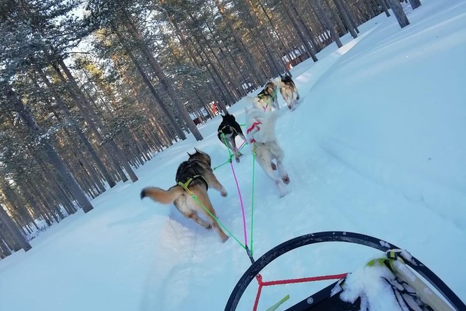Husky safari - English, Mobile Ticket, and Private Group Comfort