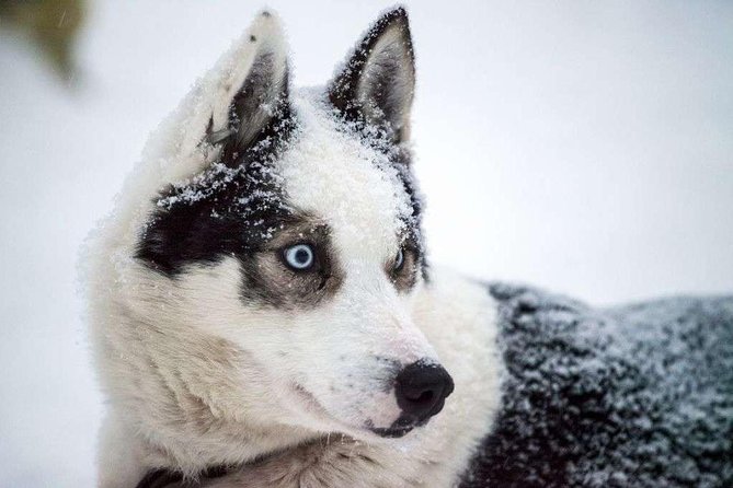 Husky Safari from Rovaniemi Including a Husky Sled Ride - Husky Sled Safari From Rovaniemi: what you’re paying for