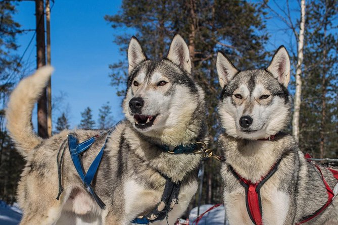 Husky Safari from Rovaniemi Including a Husky Sled Ride - The 20- or 30-minute husky safari: views, speed, and photo stops