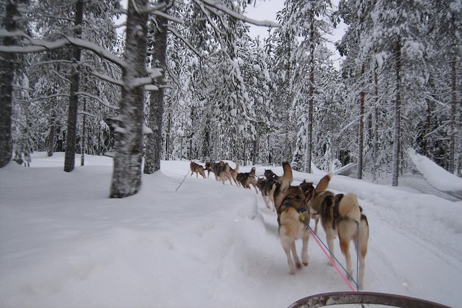 Husky Safari from Rovaniemi Including a Husky Sled Ride - The warm-up stop: hot berry juice and cookies