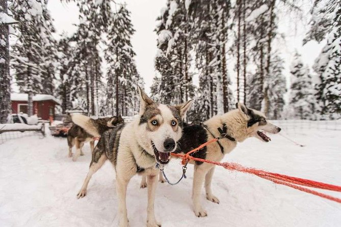 Husky Safari from Rovaniemi Including a Husky Sled Ride - What about the price versus other husky options?