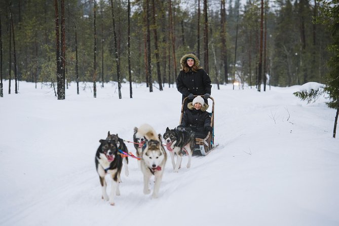 Husky Safari from Rovaniemi Including a Husky Sled Ride - Arriving at the husky farm: the moment the dogs steal the show