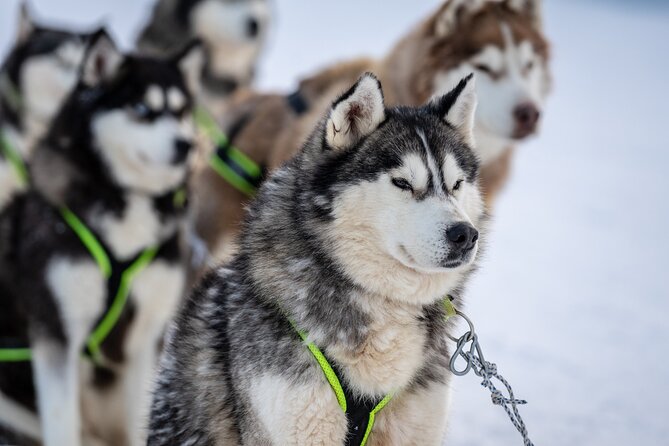 Husky Sledding Self-driving in Rovaniemi - Quick reasons this husky ride is worth your time