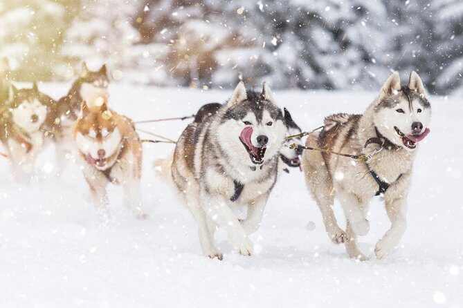 Husky Sledding Self-driving in Rovaniemi - The snowy trail ride: what you should expect