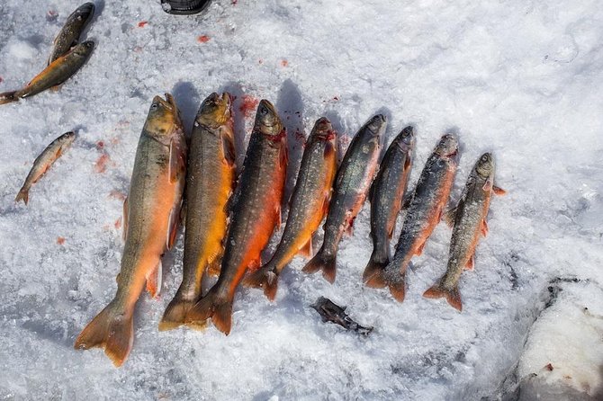 Ice Fishing and Husky - Why This Husky + Ice Fishing Combo Fits Rovaniemi So Well