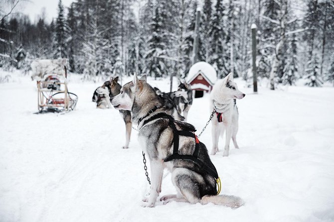 Ice Fishing and Husky - Ice Fishing on the Frozen Lake: Your Guide Helps You Find the Right Spot