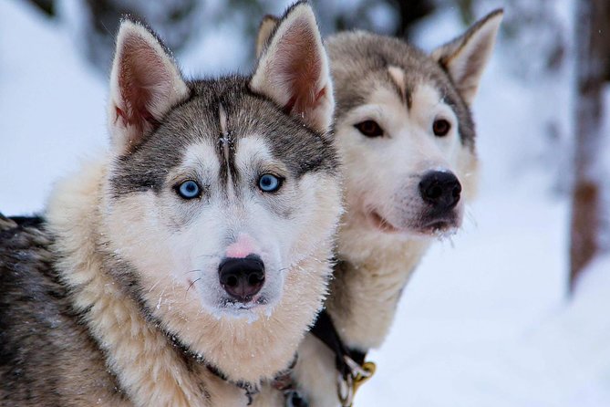 Ice Fishing and Husky - Price and Value: What $312.41 Buys You in a 4 Hour 30 Minute Winter Day