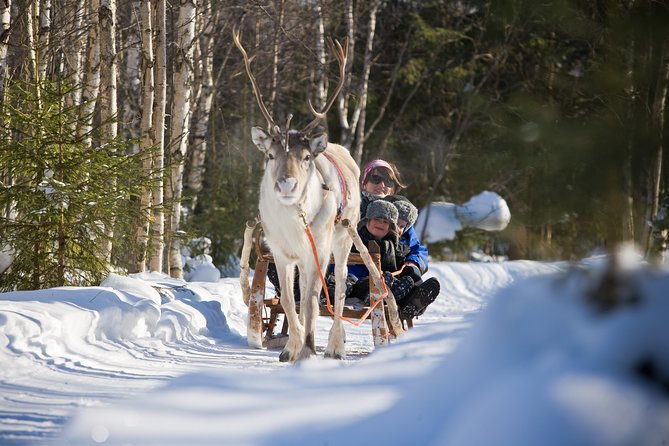 In Pursuit of Reindeer - Snowmobile safari to reindeer farm in Rovaniemi - Safartica Meeting Point, Pickup, and What the Start Tells You