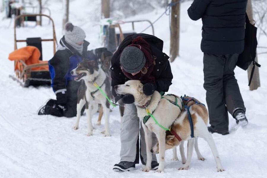 Kemi-Tornio: Husky Sled Ride with Hot Drink - Key Things You’ll Remember