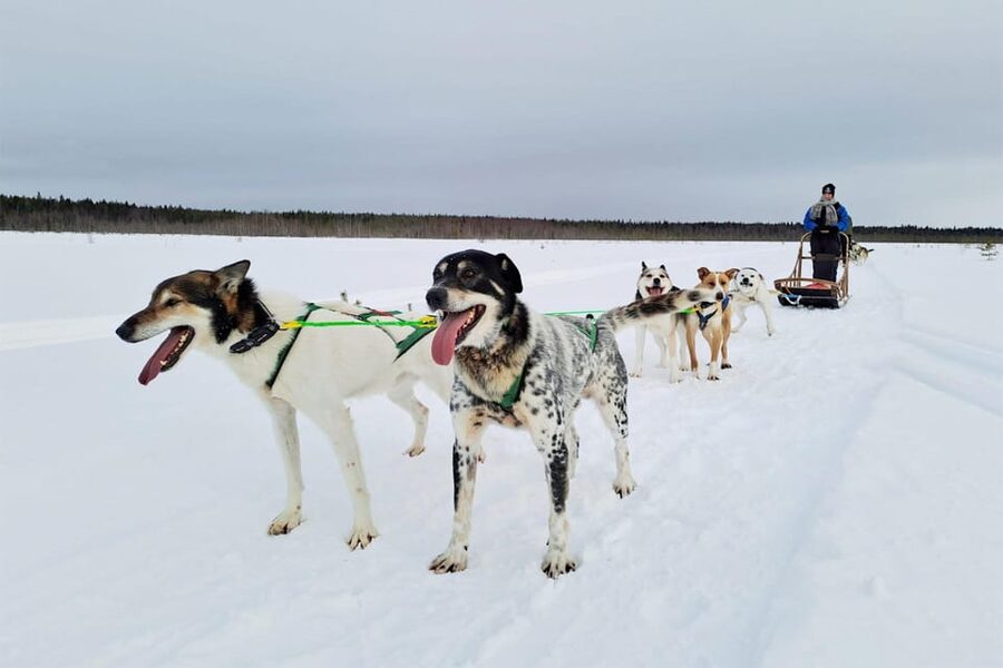 Kemi-Tornio: Husky Sled Ride with Hot Drink - Husky Sled Riding in Kemi-Tornio: Why This One Feels Real