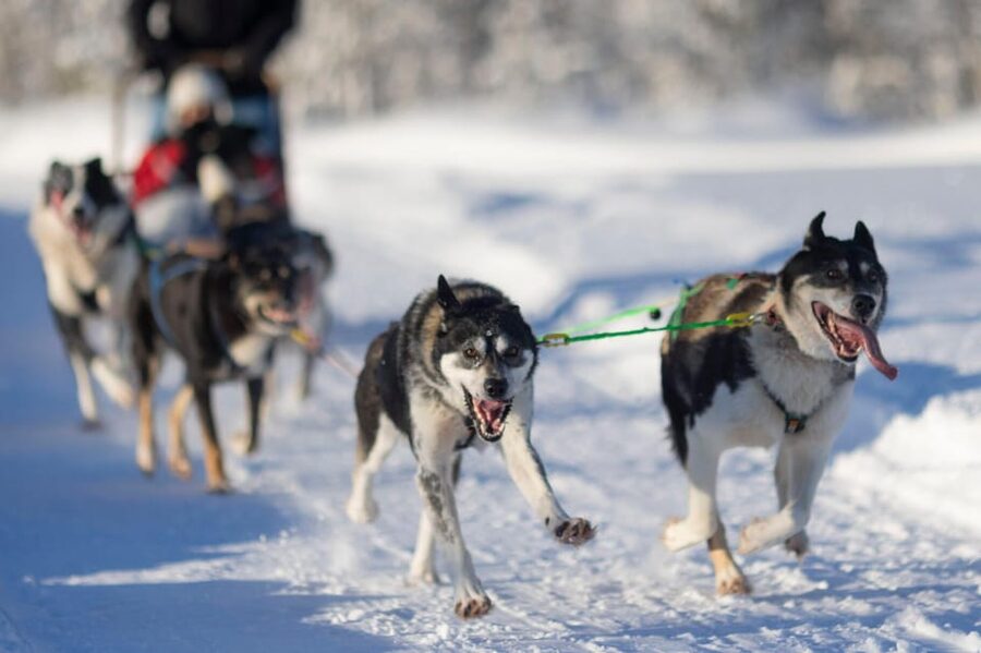 Kemi-Tornio: Husky Sled Ride with Hot Drink - Dressing for the Cold Without Overthinking It