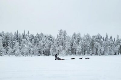 Husky Sled Ride with Hot Drink