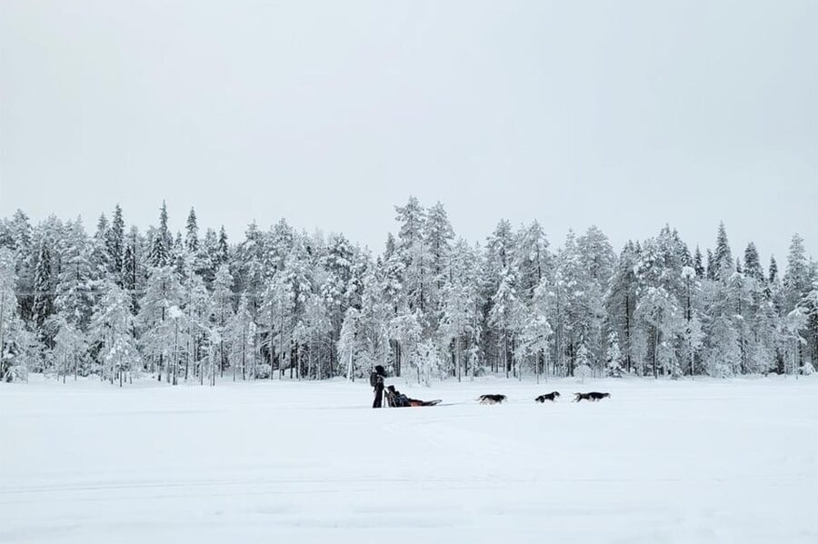 Kemi-Tornio: Husky Sled Ride with Hot Drink - Meeting at Sea Lapland Safaris: Where Your Cold-Proofing Starts