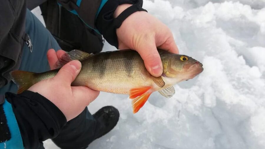 Kemi-Tornio: Ice Fishing Safari with Snowmobiles - Two hours on ice: how the Kemi-Tornio safari really plays