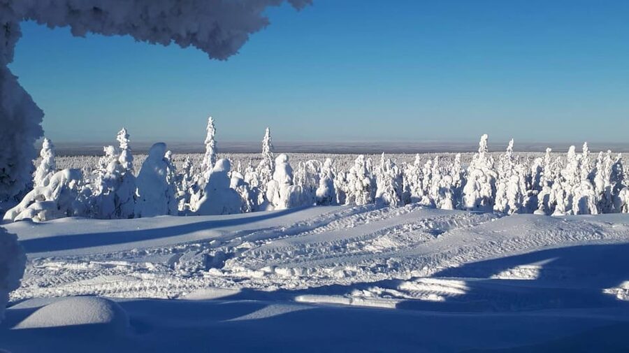 Kemi-Tornio: Snowmobile Forest Safari w/ Hot Drink & Snacks - Snowmobile 101: Shared Rides, Driver Rules, and License Basics