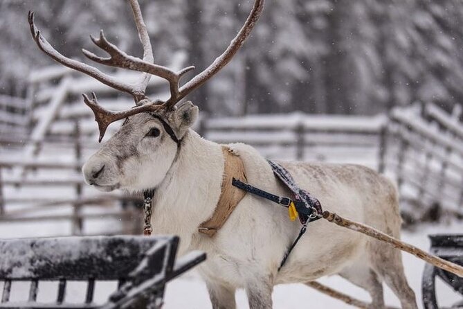 Kuoksa Reindeer Farm Visit with a Short Sleigh Ride - From Pekankatu 3 to the farm: how the timing usually works
