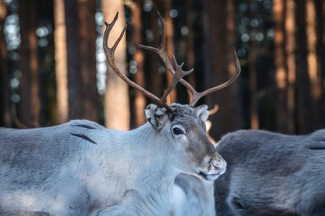 Kuoksa Reindeer Farm Visit with a Short Sleigh Ride - Reindeer care and a calm atmosphere: what to watch for on arrival