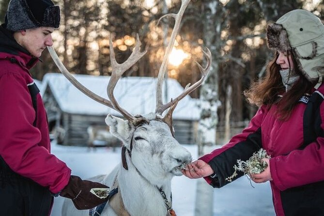 Kuoksa Reindeer Farm Visit with a Short Sleigh Ride - Price and value at about $155.33 per person