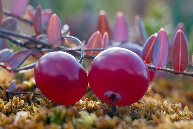 Lapland Berry Day Experience - Key things to know before you go