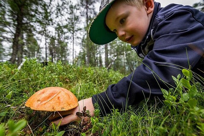 Lapland Berry Day Experience - Pickup, timing, and group size in Rovaniemi