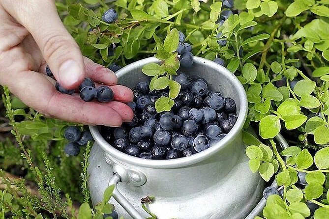 Lapland Berry Day Experience - How foraging works with a guide (and why safety is the real value)