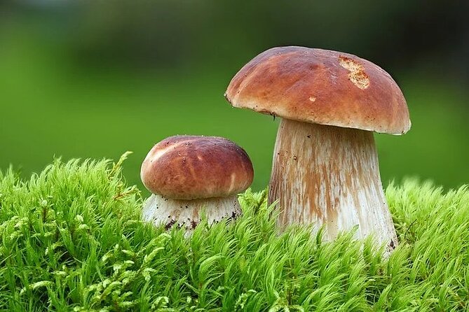 Lapland Berry Day Experience - The Arctic forest hike: finding berries and mushrooms step by step