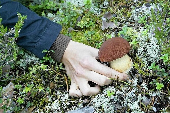 Lapland Berry Day Experience - Cloudberries, blueberries, and mushrooms: what to watch for