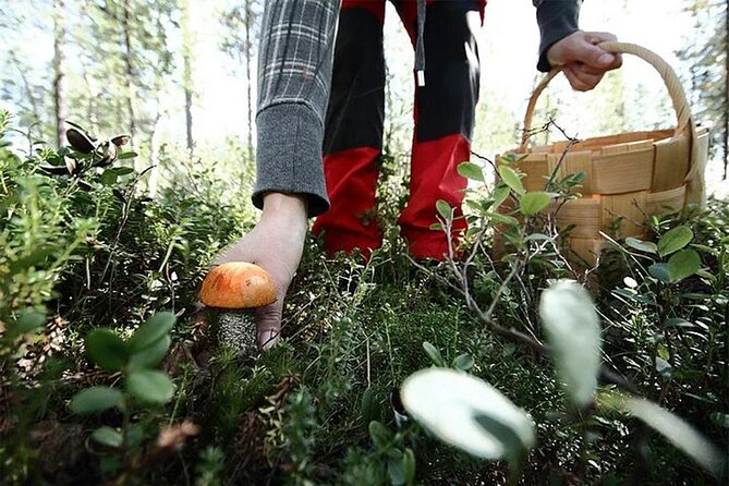 Lapland Berry Day Experience - What you pay $133.44 for, and if it is fair value
