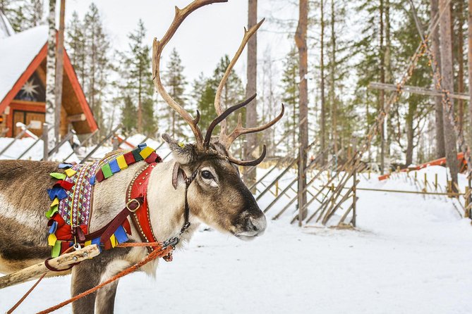 Lapland Reindeer and Husky Safari from Rovaniemi - A Quick Lapland Hit: Two Sled Rides in About 3 Hours