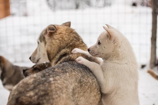 Lapland Reindeer and Husky Safari from Rovaniemi - Husky Park and the 2km Sled Run Across the Ice