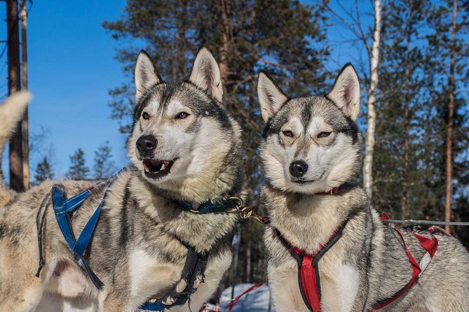Lapland Reindeer and Husky Safari from Rovaniemi - How the Guides Change the Whole Morning