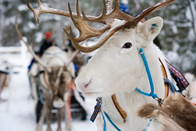 Lapland Reindeer and Husky Safari from Rovaniemi - Rovaniemi Pickup and the Koskikatu Meeting Point