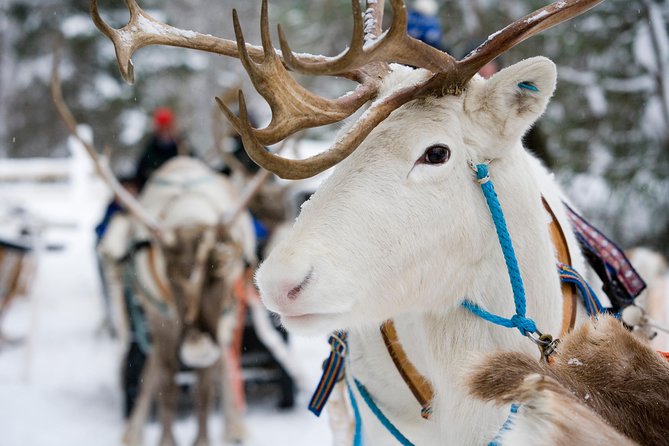 Lapland Reindeer Safari from Rovaniemi - Stop 1 on the farm: your driving test, bonfire warm-up, and Lapp hut ceremony