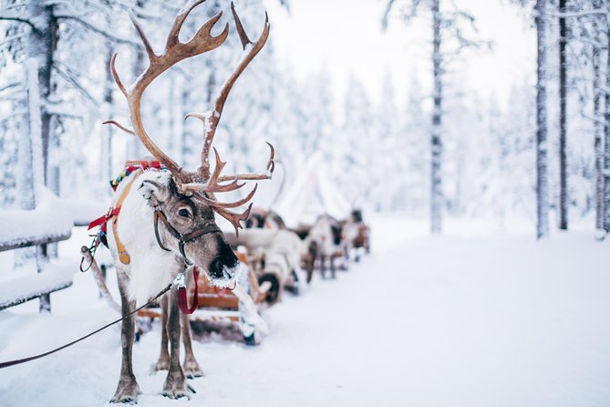 Lapland Reindeer Safari from Rovaniemi - What to pack for a cozy, not miserable, reindeer safari