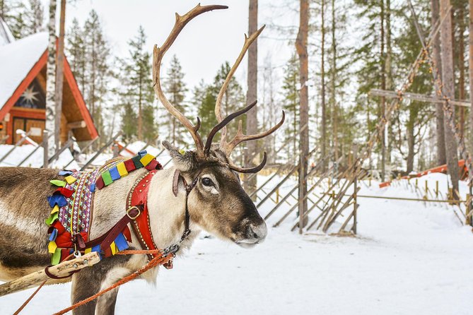 Lapland Reindeer Safari from Rovaniemi - Stop 2: a 30-minute working farm tour that explains everyday herd life