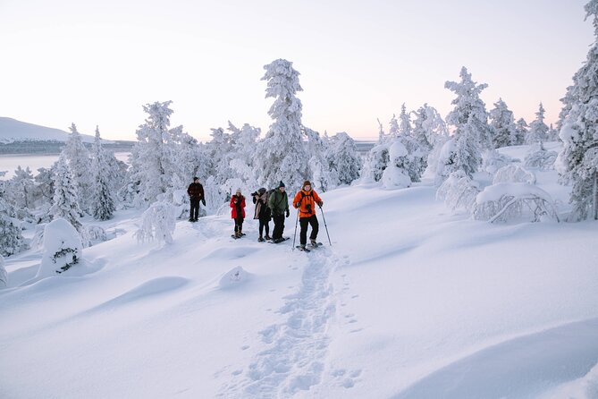 Lapland Winter Experience - The snowshoe route: why powdery forest feels different in Lapland
