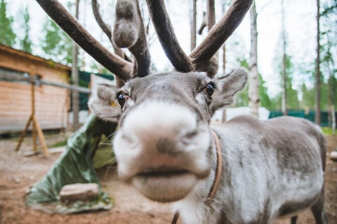 Meet Santa Claus & Santa's Reindeer Ride & Greet Huskies - Husky greet and the 500m husky ride in the Arctic forest