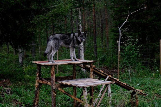Meet Taivas & the Arctic Wolves - Private Tour - Rules for Entering Enclosures (Age and Face Coverings) and Why They Matter