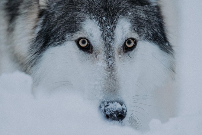 Meet Taivas & the Arctic Wolves - Private Tour - Price and Value: Is $311.87 for 1.5 Hours Worth It?