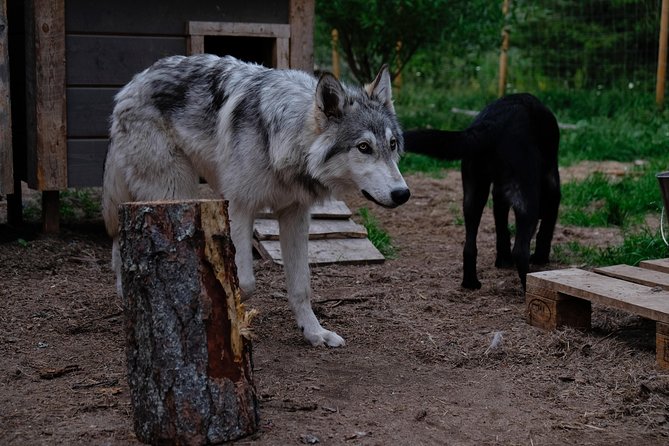 Meet Taivas & the Arctic Wolves - Private Tour - What You’ll Actually Learn About Wolfdogs (Beyond Cute)