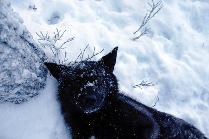 Meet Taivas & the Arctic Wolves - Private Tour - Who This Tour Fits Best, and Who Might Be Better Off Choosing Something Else